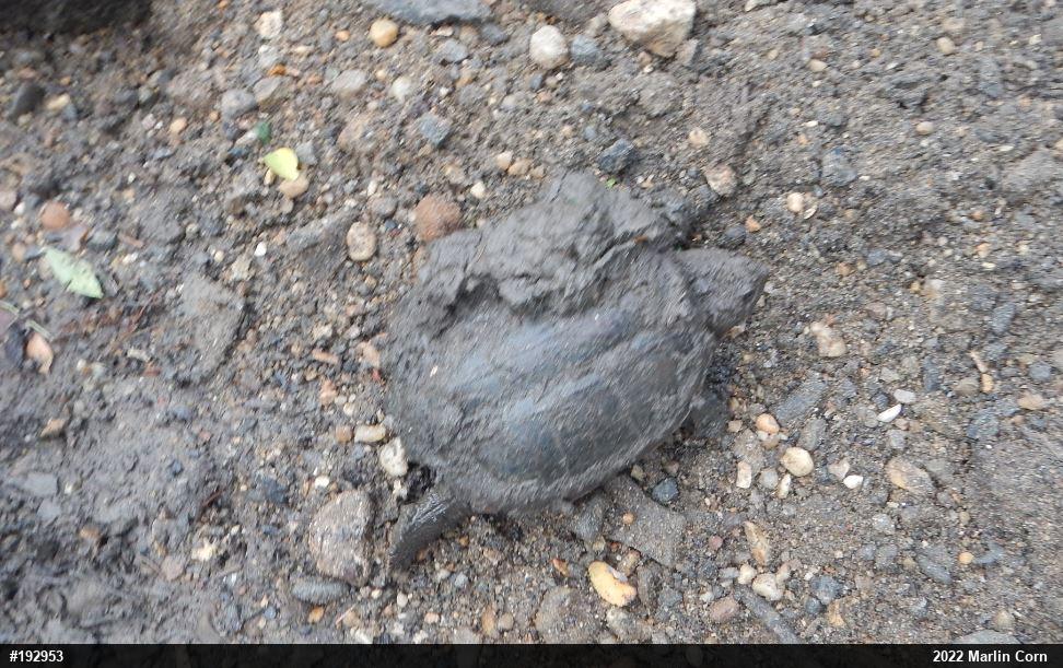 Snapping Turtle