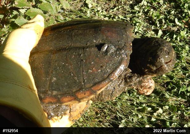 Snapping Turtle