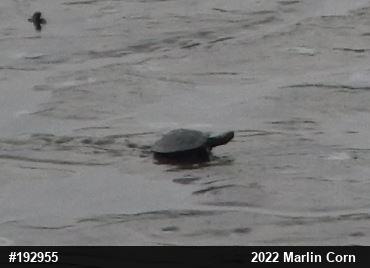 Eastern Musk Turtle