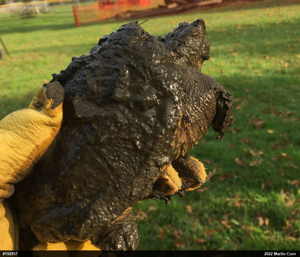 Snapping Turtle