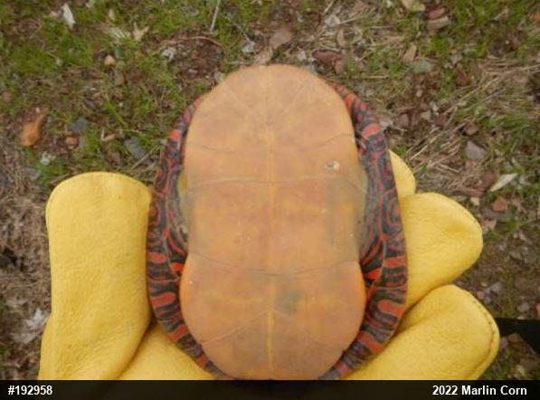 Painted Turtle