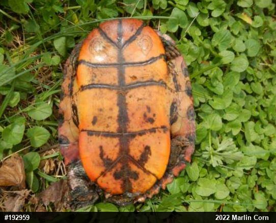 Red-eared Slider
