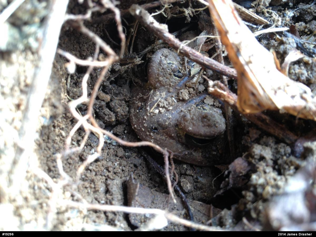 True Toads