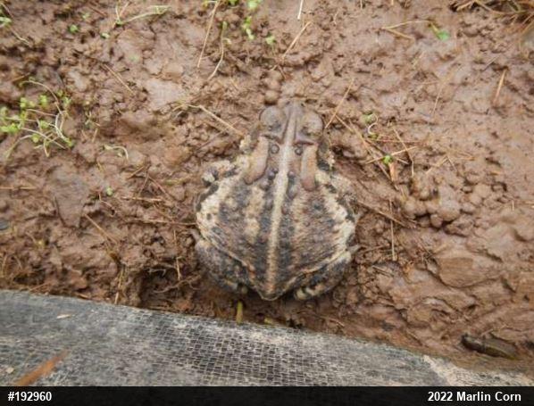 Eastern American Toad