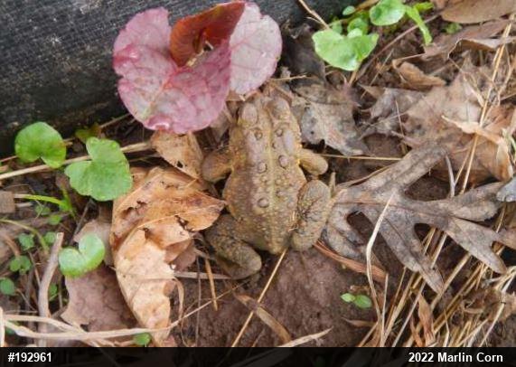 Eastern American Toad