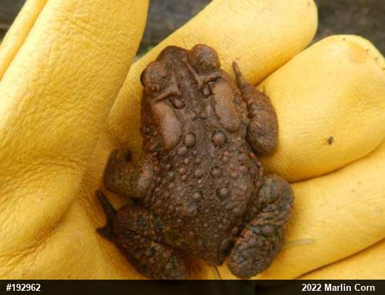 Eastern American Toad