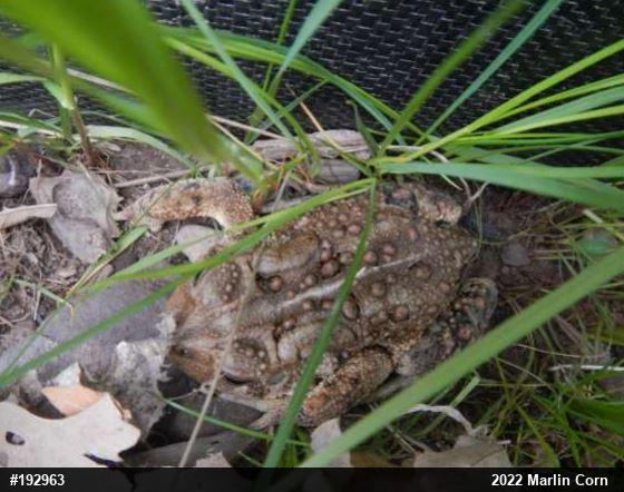 Eastern American Toad