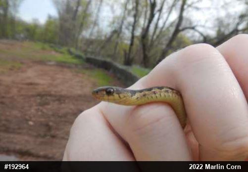 Eastern Gartersnake