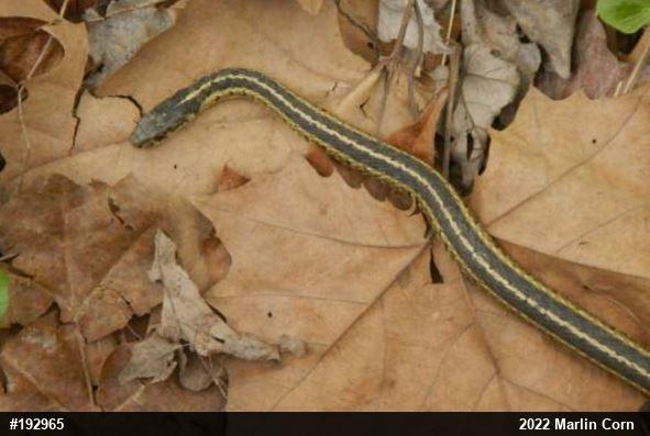 Eastern Gartersnake