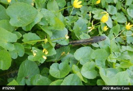 Eastern Gartersnake