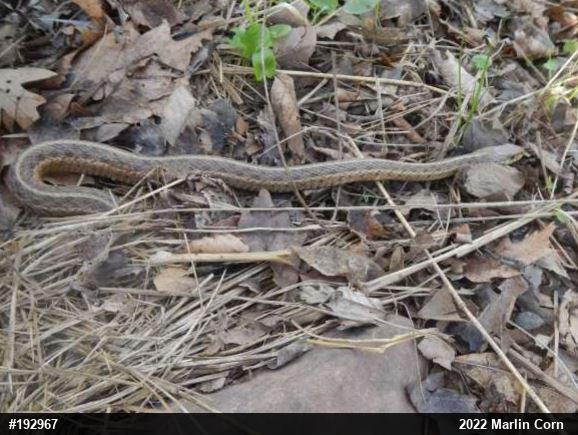 Eastern Gartersnake