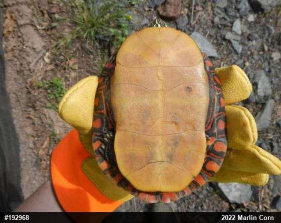 Painted Turtle