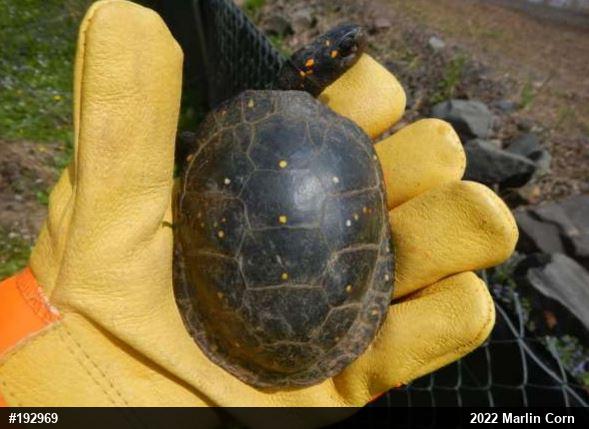 Spotted Turtle