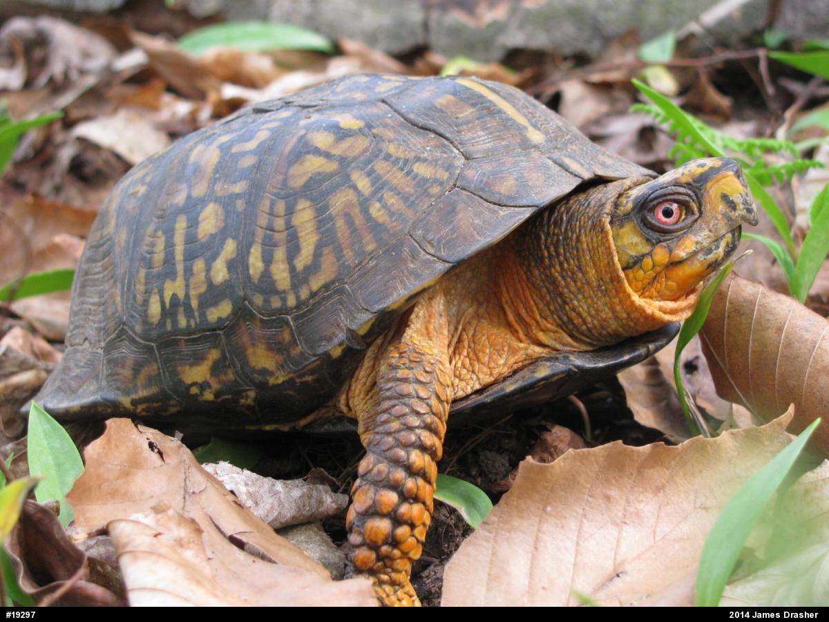 Eastern Box Turtle