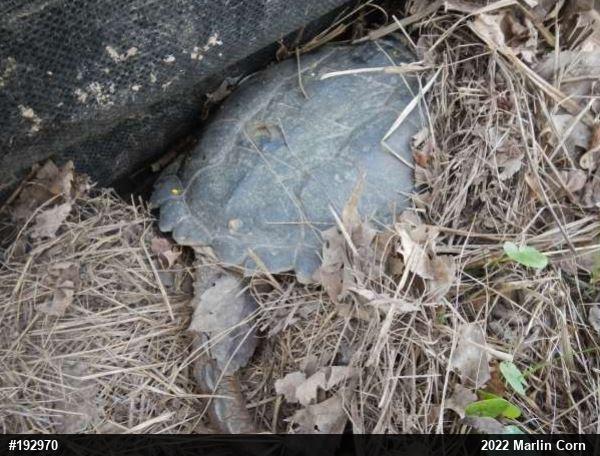 Snapping Turtle