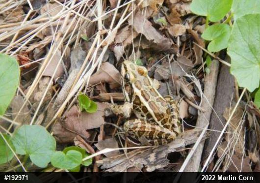 Pickerel Frog
