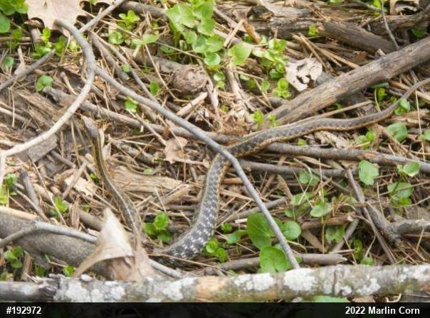 Eastern Gartersnake
