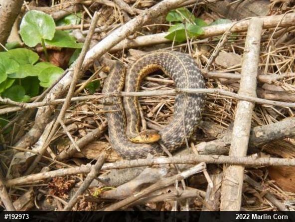 Eastern Gartersnake
