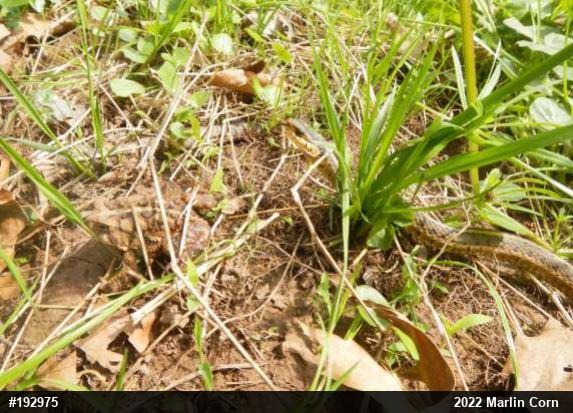 Eastern American Toad