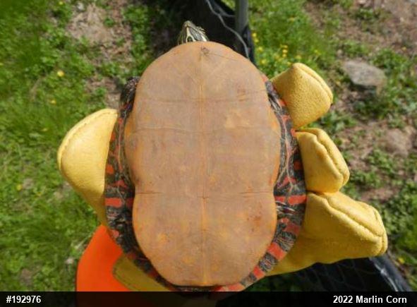 Painted Turtle