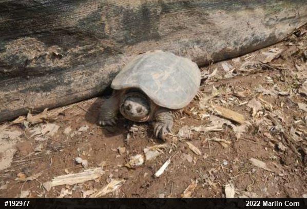 Snapping Turtle
