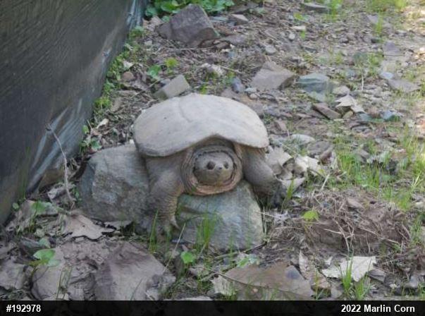 Snapping Turtle