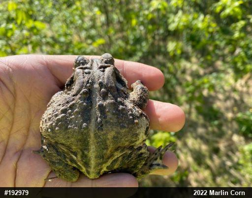 Eastern American Toad