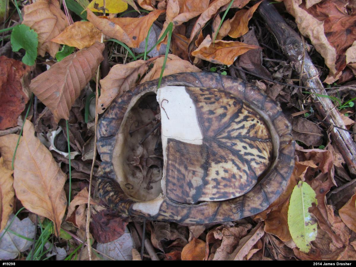 Eastern Box Turtle