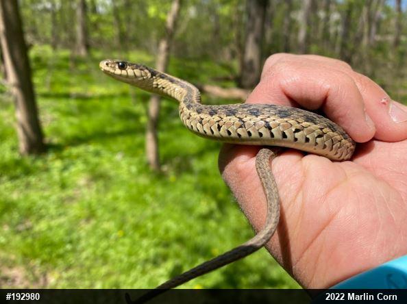 Eastern Gartersnake
