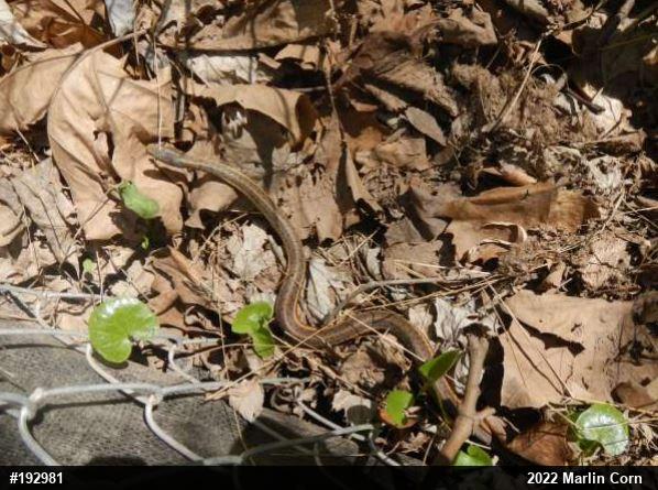 Eastern Gartersnake
