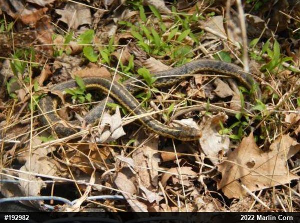 Eastern Gartersnake
