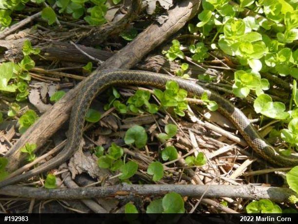 Eastern Gartersnake