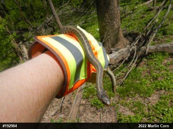 Eastern Gartersnake