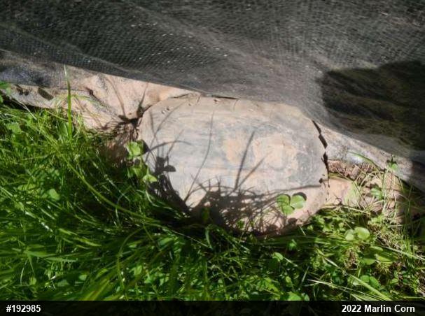 Snapping Turtle