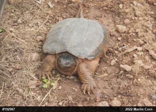 Snapping Turtle