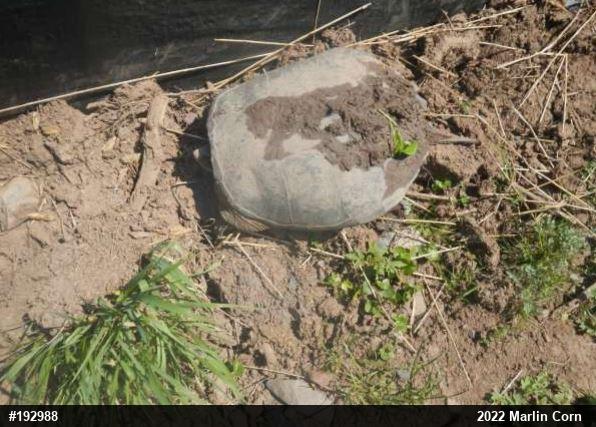 Snapping Turtle