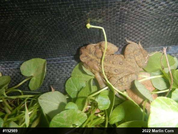 Eastern American Toad