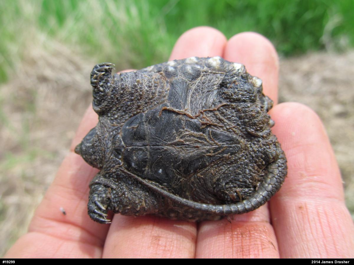 Snapping Turtle