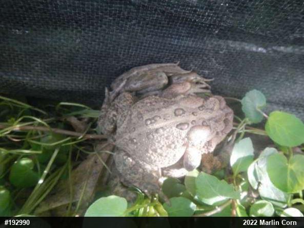 Eastern American Toad