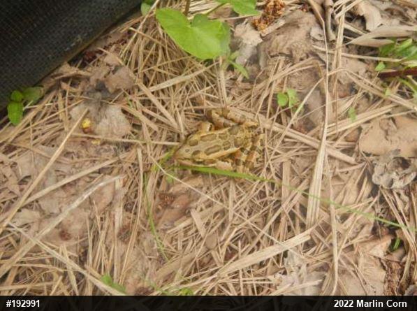 Pickerel Frog
