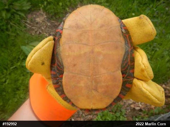 Painted Turtle