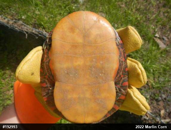 Painted Turtle