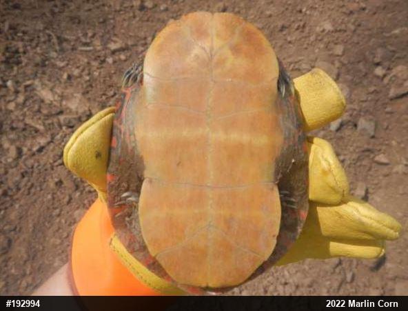 Painted Turtle