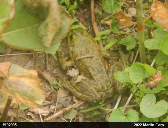 American Bullfrog