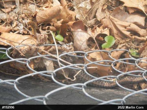 Eastern Gartersnake