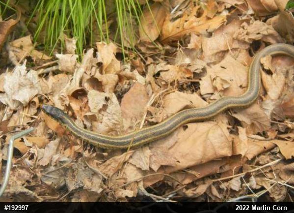 Eastern Gartersnake