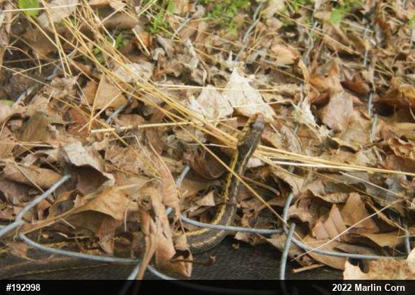 Eastern Gartersnake