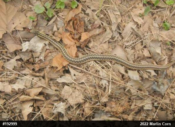 Eastern Gartersnake