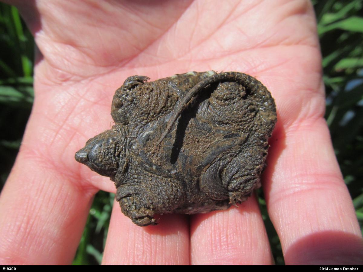 Snapping Turtle