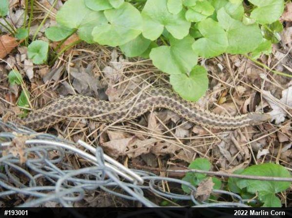 Eastern Gartersnake